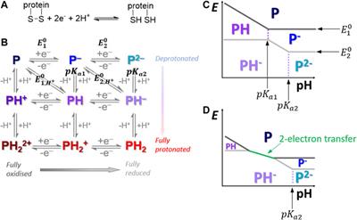 A Voltammetric Perspective of Multi-Electron and Proton Transfer in Protein Redox Chemistry: Insights From Computational Analysis of Escherichia coli HypD Fourier Transformed Alternating Current Voltammetry